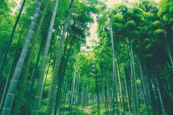 Baguette en bambou  Hilloo environnement
